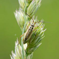 Assassin bug