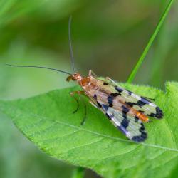 Scorpionfly Panorpa Nuptialis