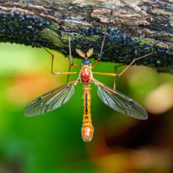 Male Crane Fly Ctenophora Nubecula