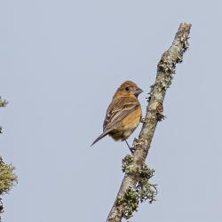 Indigo Bunting Female
