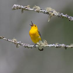 Prothonotary Warbler