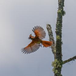 Northern Cardinal