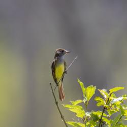 Great Crested Flycatcher