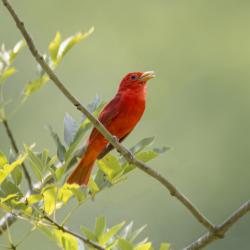 Summer Tanager