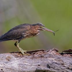 Green Heron