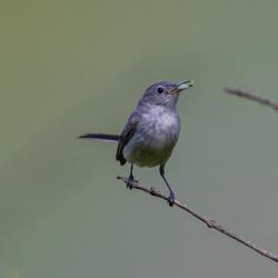 Blue-Gray Gnatcatcher