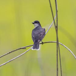 Eastern Kingbird