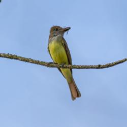 Great Crested Flycatcher