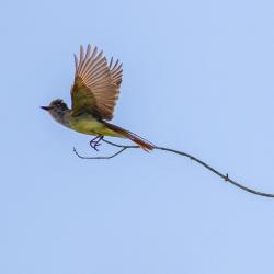 Great Crested Flycatcher