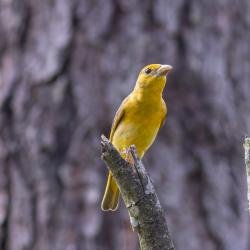 Summer Tanager Female
