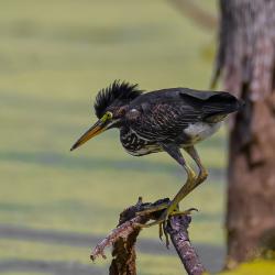 Green Heron