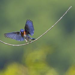 Eastern Bluebird