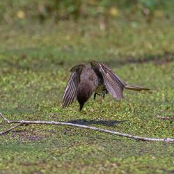 Eastern Phoebe Catching Spider