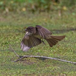 Eastern Phoebe Catching Spider