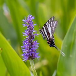 Zebra Swallowtail Butterfly on Pickerelweed