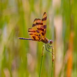 Orange Dragonfly