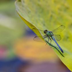 Green Blue Dragonfly