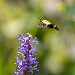 Snowberry Clearwing Moth-Hemaris diffinis