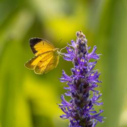 Orange Sulfur Butterfly on Pickerelweed