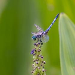 Dragonfly on Pickerelweed