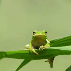 Green Tree Frog