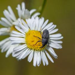 Black Stem Weevil
