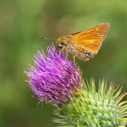 Byssus Skipper Butterfly
