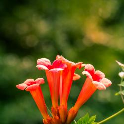 Trumpet Vine