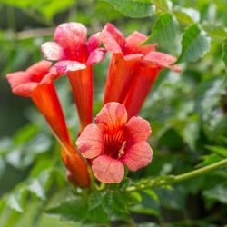 Trumpet Vine