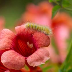 Trumpet Vine with Caterpillar