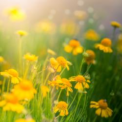 Common Sneezeweed