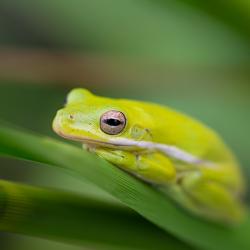 Green Tree Frog