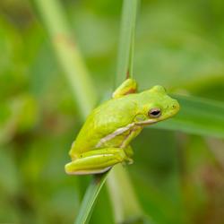 Green Tree Frog Climbing