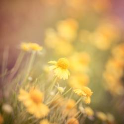Common Sneezeweed