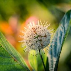 Common Buttonbush