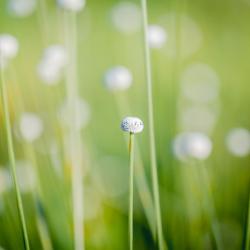 Bog Buttons Wildflower