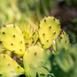 Prickly Pear Cactus
