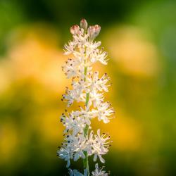 Coastal False Asphodel
