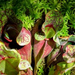 Purple Pitcher Plant
