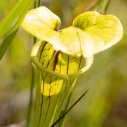 Yellow Pitcher Plant