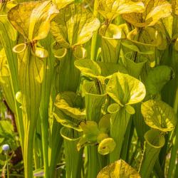 Yellow Pitcher Plant