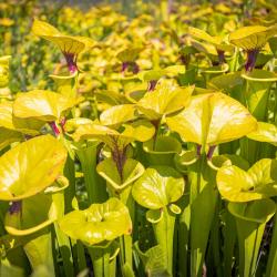 Yellow Pitcher Plant