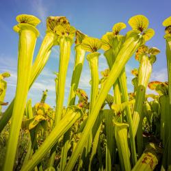 Yellow Pitcher Plant