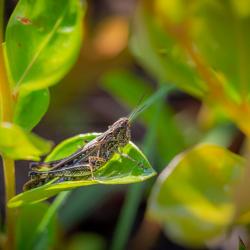 Brown Grasshopper