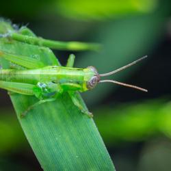 Green Grasshopper