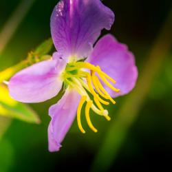 Virginia Meadow-beauty
