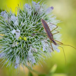 Assassin Bug