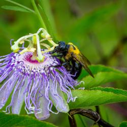 Eastern Carpenter Bee