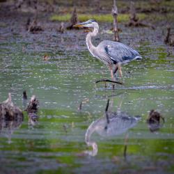Great Blue Heron