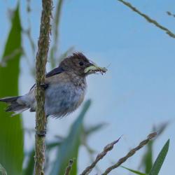 Female Blue Grosbeak